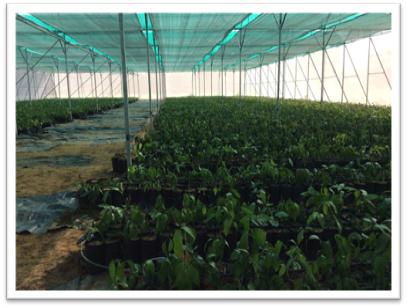 Mango Nursery CoE Ladwa Haryana